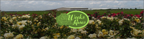 Weeks Roses Client Story Header